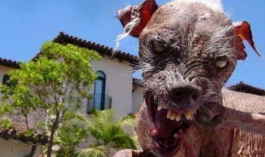 世界史上最龐大的狗 遠古時代巨鬣狗長2.5米重600斤 與成年棕熊相當