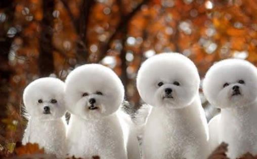 世界史上最龐大的狗 遠古時代巨鬣狗長2.5米重600斤 與成年棕熊相當