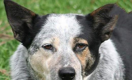 世界史上最龐大的狗 遠古時代巨鬣狗長2.5米重600斤 與成年棕熊相當