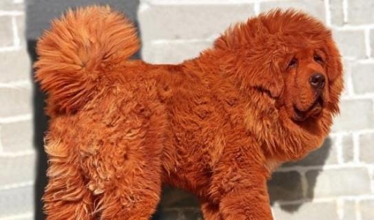 世界史上最龐大的狗 遠古時代巨鬣狗長2.5米重600斤 與成年棕熊相當