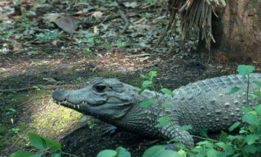 世界上體型最小的鱷魚 非洲侏儒鱷1米長可當寵物