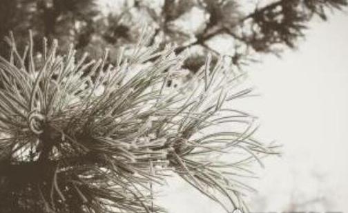 世界上最長壽的樹 瑞典云杉樹齡9550歲還在繼續(xù)生長