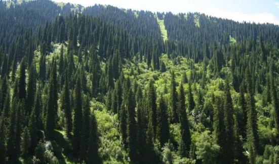 世界上最長壽的樹 瑞典云杉樹齡9550歲還在繼續(xù)生長