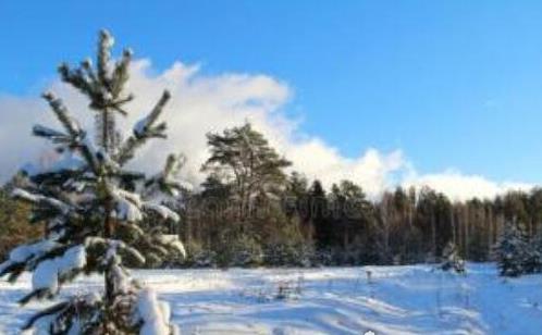 世界上最長壽的樹 瑞典云杉樹齡9550歲還在繼續(xù)生長