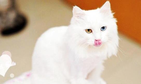 世界上毛最長的貓 毛長25.68厘米的兩歲小貓刷新世界紀錄