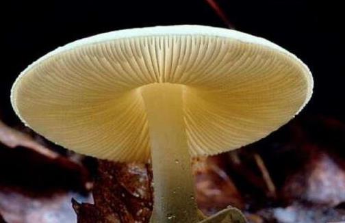世界上最致命的蘑菇 死亡帽吃一口就無藥可救