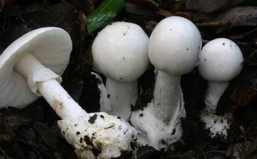 世界上最致命的蘑菇 死亡帽吃一口就無藥可救