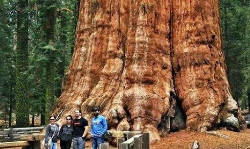 世界上最大的蘑菇 一個(gè)活了2400多歲的超大奧氏蜜環(huán)菌