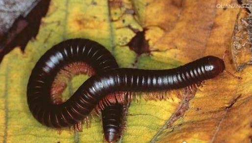 世界上腳最多的動物 有些千足蟲可長近800條腿
