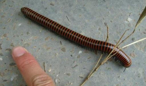 世界上腳最多的動物 有些千足蟲可長近800條腿