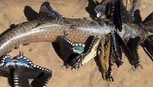 世界上最恐怖的蝴蝶 虎斑紋吃肉蝶曾將一個(gè)人吃的只剩骨頭