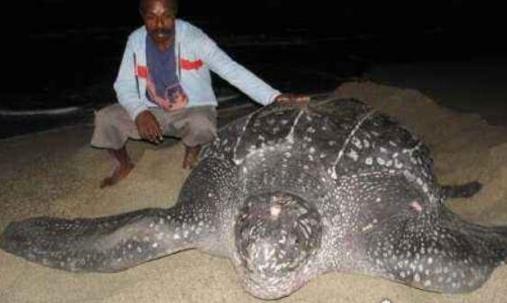 世界上最大千年老龜 長(zhǎng)達(dá)2.6米重達(dá)916公斤因誤食塑料而亡