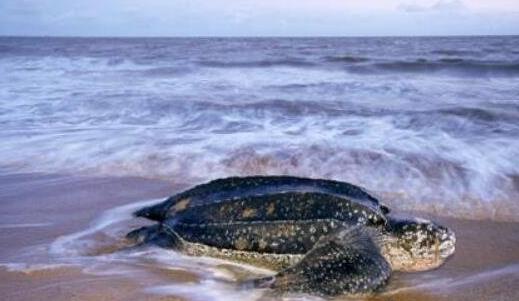 世界上最大千年老龜 長(zhǎng)達(dá)2.6米重達(dá)916公斤因誤食塑料而亡