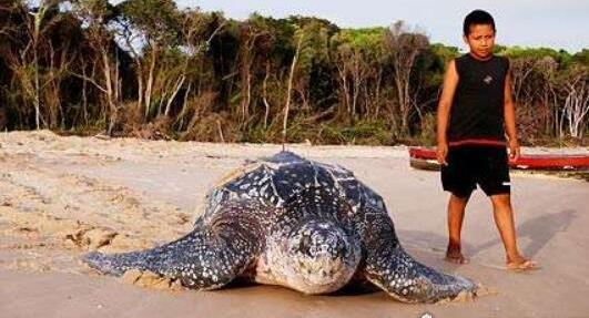 世界上最大千年老龜 長(zhǎng)達(dá)2.6米重達(dá)916公斤因誤食塑料而亡