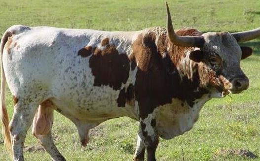 世界上角最長的牛 一頭雙角近3米長的牛打破世界紀錄