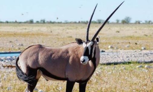 世界上最大的羊 大羚羊比牛還要大 最長3.5米最重1000公斤