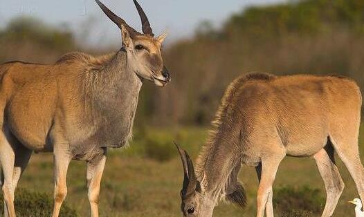 世界上最大的羊 大羚羊比牛還要大 最長3.5米最重1000公斤