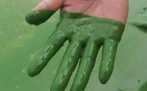 現存地球最古老的生物 最老的生物35億歲了靠光合作用存活