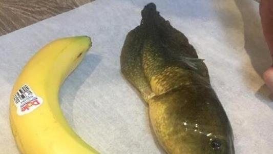 世界上最大的蝌蚪 巨型蝌蚪長20厘米 比人手掌還大