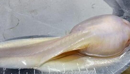 世界上最大的蝌蚪 巨型蝌蚪長20厘米 比人手掌還大