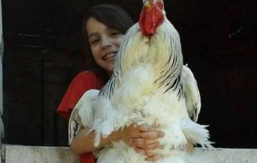 世界上最大的雞 美國巨型雞高1.2米 最大的比牛還要大