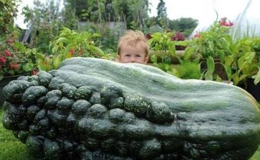 世界上最大的葫蘆 巨型葫蘆重達136斤長3米