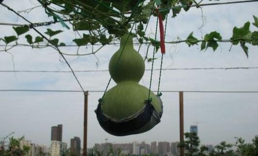 世界上最大的葫蘆 巨型葫蘆重達136斤長3米