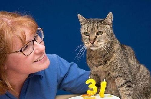 世界上最長壽貓咪 有一只貓活了38歲相當于人144歲