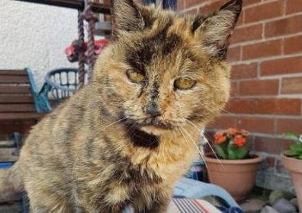 世界上最長壽貓咪 有一只貓活了38歲相當于人144歲