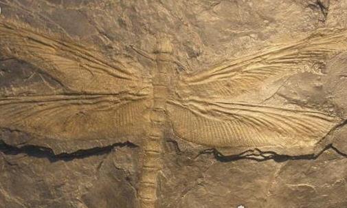 史上最大的昆蟲(chóng) 巨脈蜻蜓翅膀張開(kāi)長(zhǎng)達(dá)75厘米