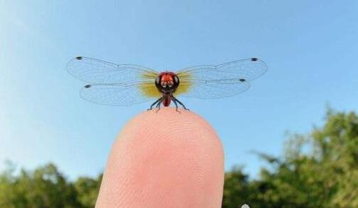 史上最大的昆蟲(chóng) 巨脈蜻蜓翅膀張開(kāi)長(zhǎng)達(dá)75厘米