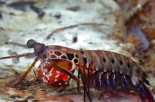 世界上最兇殘的蝦 雀尾螳螂蝦比子彈威力還強