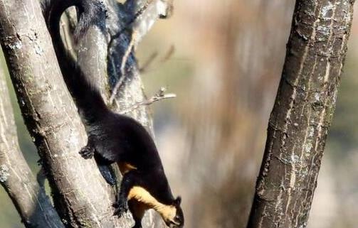 世界上最大的松鼠 巨松鼠能長(zhǎng)到一米長(zhǎng)重三千克