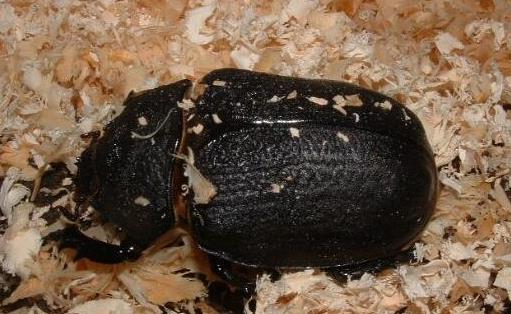 世界上最大的兜蟲 亞克提恩大兜蟲可以長到12.7厘米長