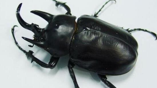 世界上最大的兜蟲 亞克提恩大兜蟲可以長到12.7厘米長