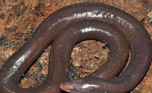 世界上最長的蚯蚓 可達2米的巨型蚯蚓比蛇還要大