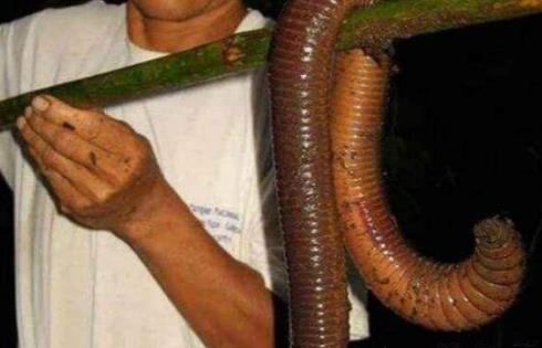 世界上最長的蚯蚓 可達2米的巨型蚯蚓比蛇還要大