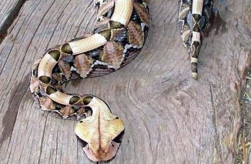 世界上毒牙最長的蛇 加蓬蝰蛇毒牙長5厘米 非洲最大毒蛇