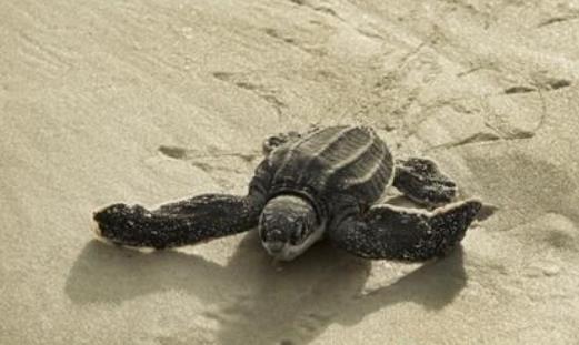 世界上最大的龜 棱皮龜體長3米