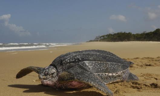 世界上最大的龜 棱皮龜體長3米