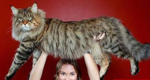 世界上最長的貓 一只緬因貓長達1.23米