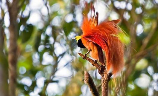 世界上最美的鳥 五彩繽紛極樂鳥勝過孔雀