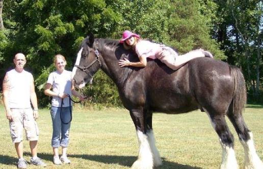 世界上最大的馬 最大的夏爾馬超過一噸重