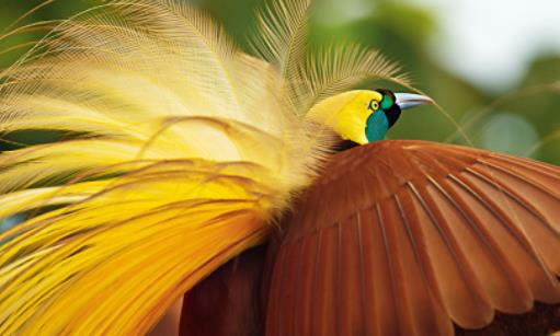 世界上最美的鳥 五彩繽紛極樂鳥勝過孔雀