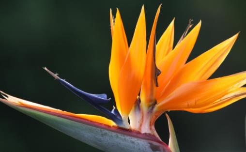 世界上最美的鳥 五彩繽紛極樂鳥勝過孔雀