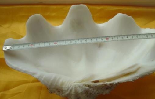 世界上最大的雙殼貝 硨磲長達2米能裝一個人