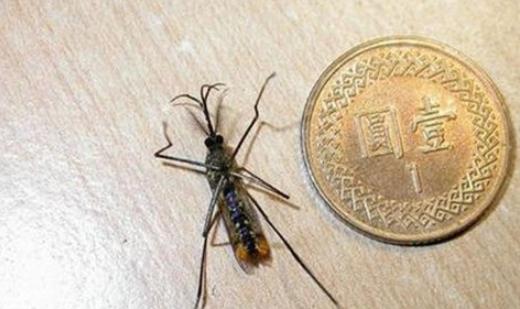 世界上最大的蚊子 華麗巨蚊長達35cm