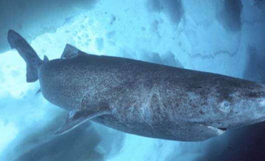 世界最長壽的脊椎動物 格陵蘭鯊魚156歲以后才開始找對象