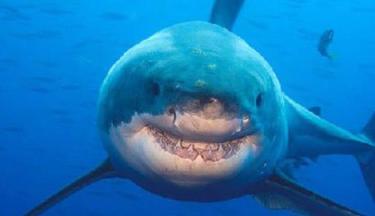 世界最長壽的脊椎動物 格陵蘭鯊魚156歲以后才開始找對象