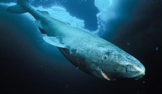 世界最長壽的脊椎動物 格陵蘭鯊魚156歲以后才開始找對象